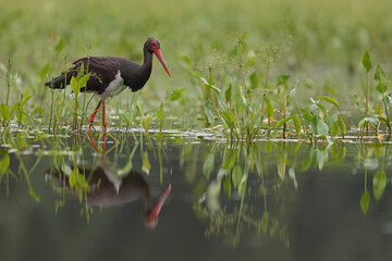 Bocian czarny, hajstra (Ciconia nigra) © Bartosz Rakoczy