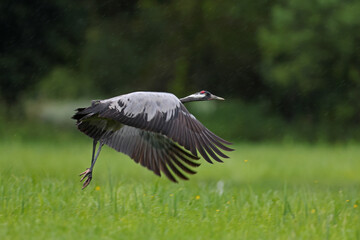 Żuraw (Grus grus), crane © Bartosz Rakoczy
