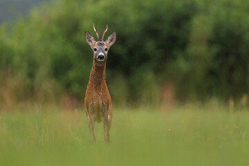 Sarna europejska (Capreolus capreolus) roe deer © Bartosz Rakoczy
