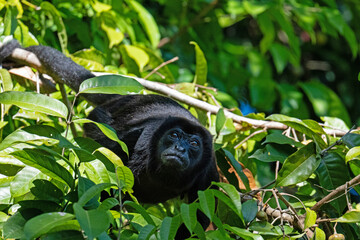 Howler monkey in a tree in a rainforest near Gamboa in Panama  © Diana
