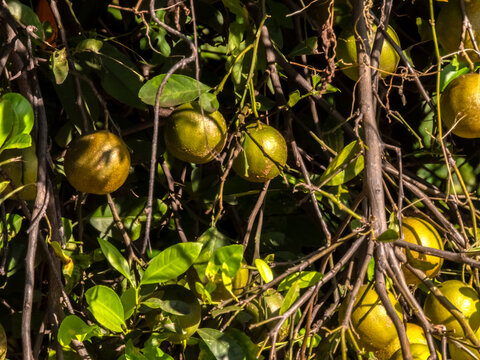 Close-up view of fresh green lemons hanging on the branches of a citrus tree under bright natural sunlight. Cultivated in a rural Brazilian orchard,