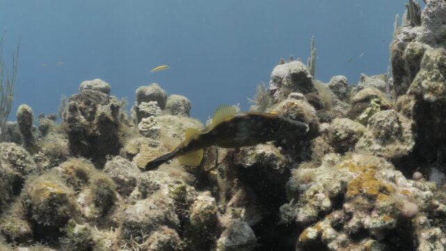Whitespotted Filefish Swimming Over a Caribbean Coral Reef in Clear Tropical Water of Roatan, Honduras
