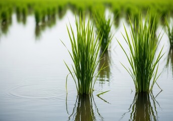 Fototapeta premium Lush green stalks of young rice plants growing vigorously in flooded agricultural paddies under the bright summer sunlight, rice, spring, food