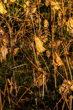 Beautiful abstract landscape photo showing textured, dried sacred lotus leaves (Nelumbo nucifera) hanging over dark calm water, creating golden 