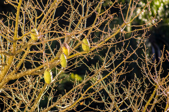 Green kapok fruit pods hanging on bare branches of a ceiba pentandra tree against dark natural forest background. 