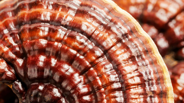 Close-up of Reishi mushroom (Ganoderma lucidum) macro detailed texture and color