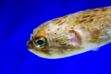 Pufferfish profile shot. Porcupine fish swimming. Spiky marine creature. Blue aquarium background. Tropical ocean animal. Exotic underwater wildlife. Poisonous blowfish closeup. Green eye detail. Sea © Kara