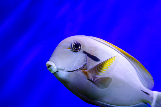 Surgeonfish swimming close-up. Acanthurus profile shot. Exotic marine animal. Blue aquarium backdrop. Orangeshoulder tang portrait. Yellow fin details. Smooth grey skin. Dark eye stripe. Tropical