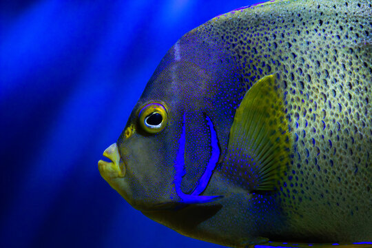 Angelfish profile macro. Pomacanthus semicirculatus portrait. Exotic marine creature. Blue aquarium backdrop. Coral reef dweller. Yellow eye ring. Spotted skin texture. Neon gills detail. Tropical