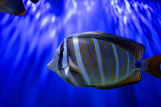 Sailfin tang profile. Striped fish swimming. Zebrasoma desjardinii portrait. Blue aquarium background. Coral reef species. Underwater light rays. Tropical sea creature. Marine wildlife capture. Yellow