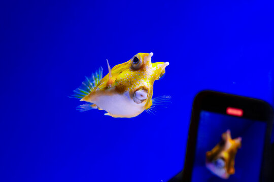 Filming cowfish smartphone. Taking photo aquarium. Longhorn boxfish display. Mobile screen preview. Blue background tank. Tropical fish recording. Cellphone camera capture. Oceanarium tourist hobby