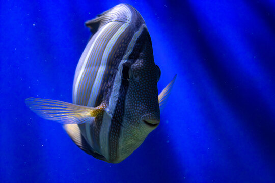 Sailfin tang profile. Striped fish swimming. Zebrasoma desjardinii portrait. Blue aquarium background. Coral reef species. Underwater light rays. Tropical sea creature. Marine wildlife capture. Yellow