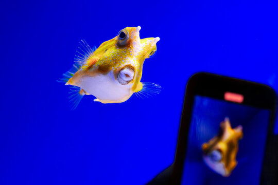 Filming cowfish smartphone. Taking photo aquarium. Longhorn boxfish display. Mobile screen preview. Blue background tank. Tropical fish recording. Cellphone camera capture. Oceanarium tourist hobby