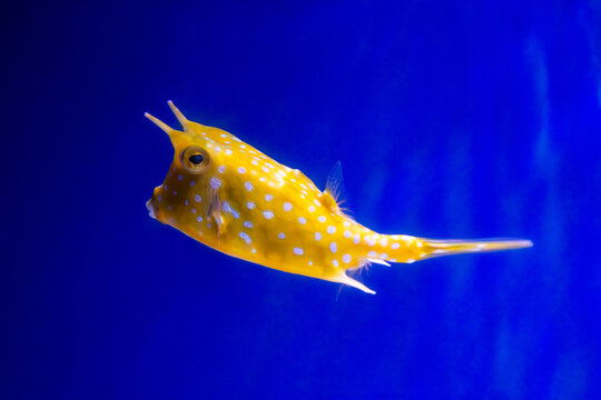 Longhorn cowfish swimming. Horned boxfish profile. Exotic marine creature. Yellow spotted animal. Electric blue background. Tropical aquarium species. Unique horned head. Translucent fin movement