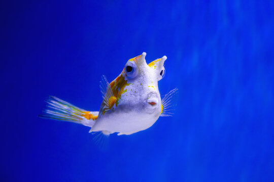Longhorn cowfish swimming. Horned boxfish profile. Exotic marine creature. Yellow spotted animal. Electric blue background. Tropical aquarium species. Unique horned head. Translucent fin movement