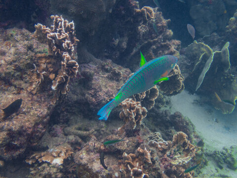Colorful parrotfish swimming over the vibrant coral reef in Tanote Bay, Koh Tao, Thailand