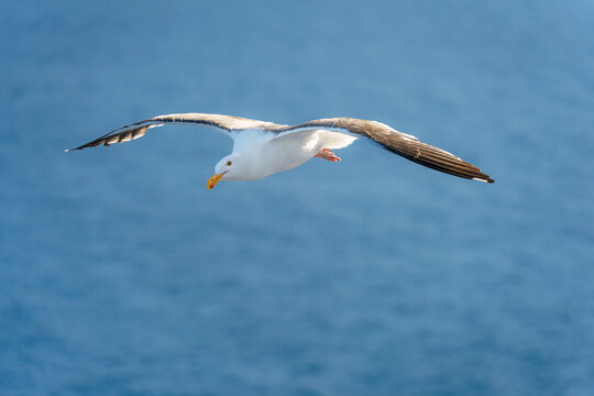 A seagull bird with wings spread wide and a white body flying over the ocean sea as a blurred background