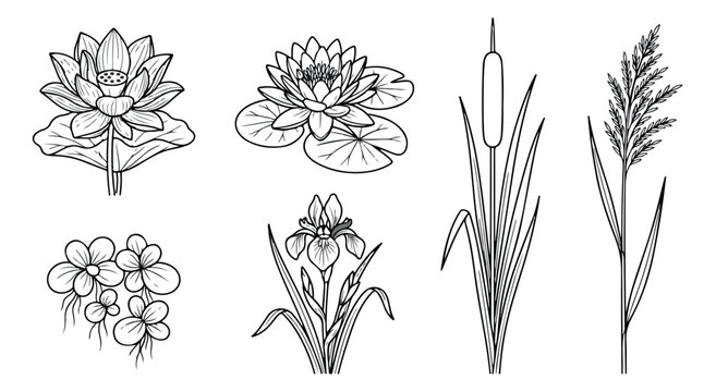 Botanical pond plants line art collection, 6 aquatic flower and reed vector illustrations, black and white lotus and cattail sketches
