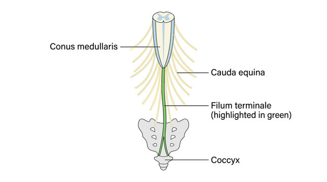 Human Spinal Cord Anatomy Vector Illustration