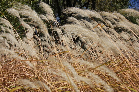Pampas Grass in the autumn sun