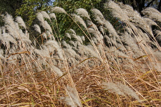 Pampas Grass in the autumn sun