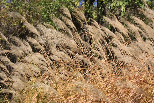 Pampas Grass in the autumn sun