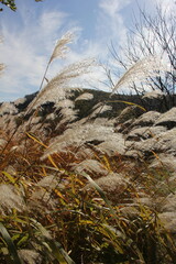 Obraz premium Pampas Grass in the autumn sun