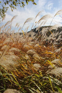 Pampas Grass in the autumn sun