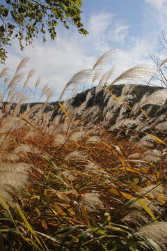 Pampas Grass in the autumn sun