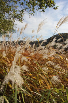 Pampas Grass in the autumn sun