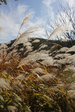 Pampas Grass in the autumn sun