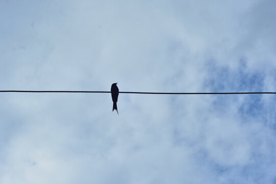 Black Drongo Bird Perched on Electric Wire Against Blue Sky