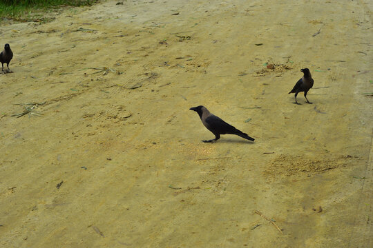 Two House Crows Foraging for Food on Sandy Beach