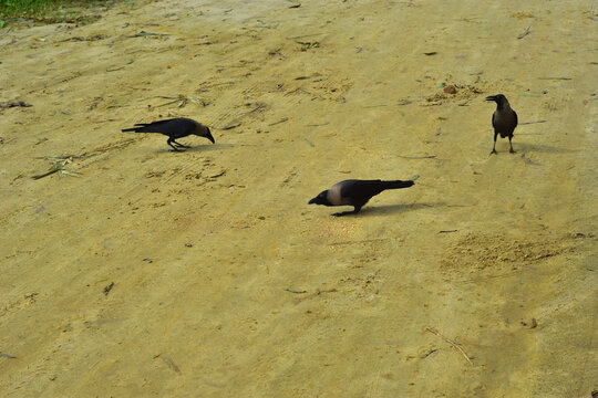 Two House Crows Foraging for Food on Sandy Beach