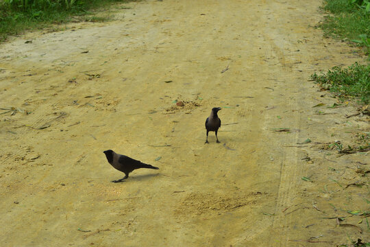 Two House Crows Foraging for Food on Sandy Beach