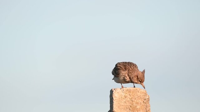 Crested Lark Galerida cristata in the wild. Slow motion