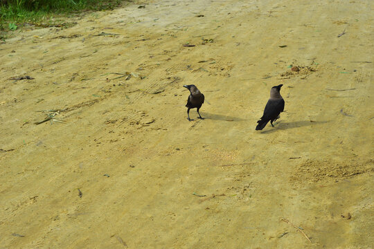 Two House Crows Foraging for Food on Sandy Beach