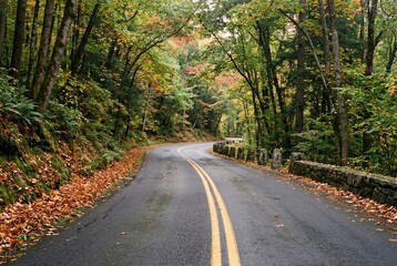 Obraz premium Curving forest park road with wet asphalt stone guard wall and autumn leaves
