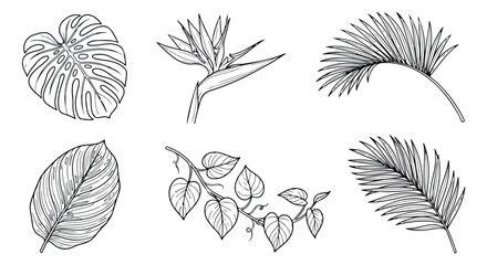 Tropical leaf line art collection, hand drawn botanical sketches of monstera and palm leaves, black and white exotic floral vector set © rehman