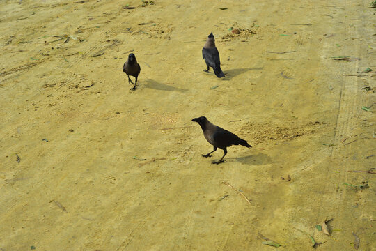 Three House Crows Walking on Sandy Ground