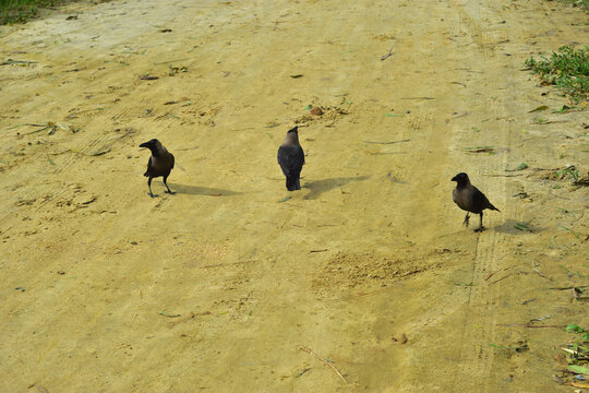 Three House Crows Walking on Sandy Ground