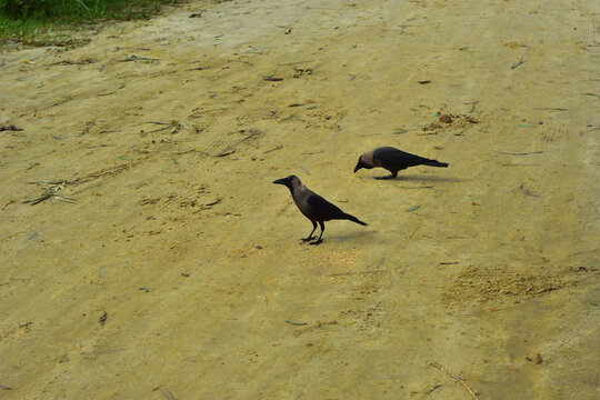 Two House Crows Foraging for Food on Sandy Beach