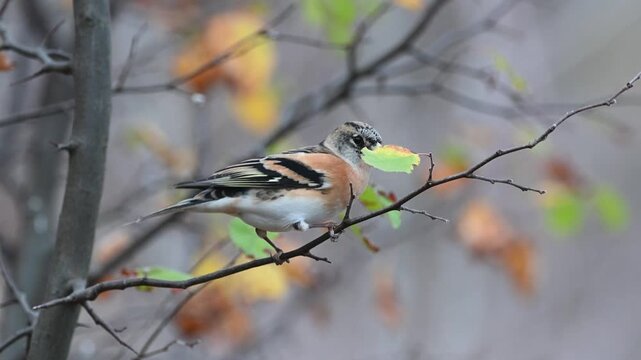 Brambling (Fringilla montifringilla) Songbird in the Wild in Autumn Slow Motion
