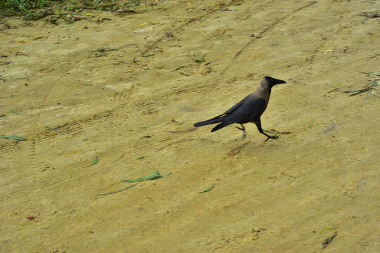 Single House Crow Walking on Sandy Ground
