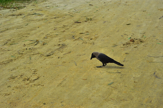 Single House Crow Walking on Sandy Ground