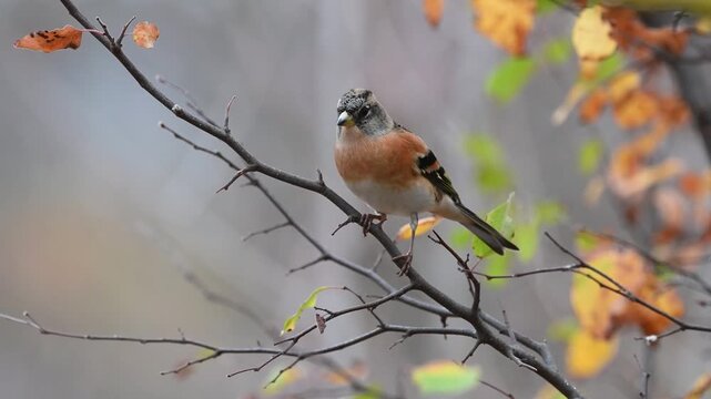 Brambling (Fringilla montifringilla) Songbird in the Wild in Autumn Slow Motion