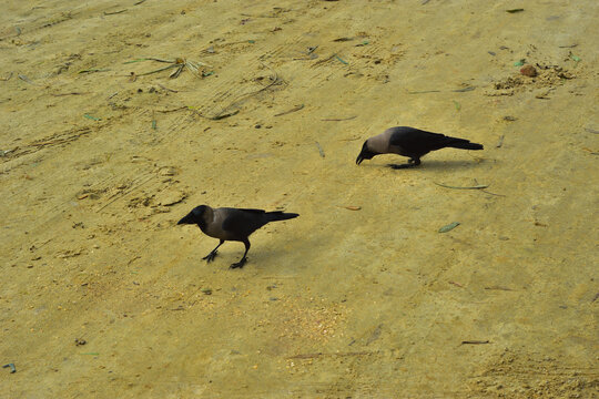 Two House Crows Foraging for Food on Sandy Beach