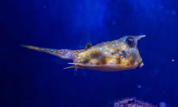 Unusual longhorn cowfish boxfish swimming near reef inside marine aquarium