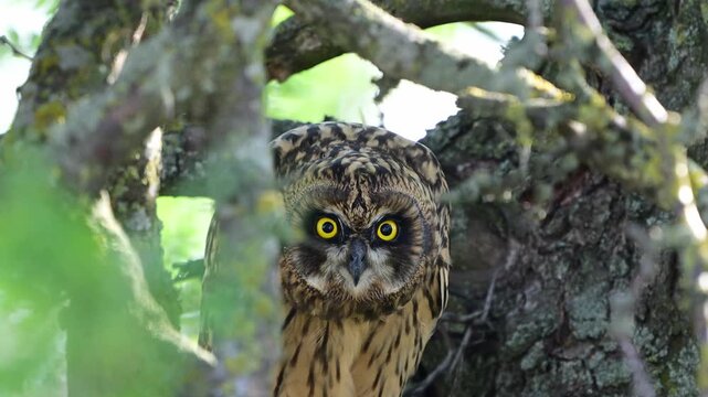 Short-eared Owl (Asio flammeus) Looking Directly at the Camera in the Wild. Slow Motion. Close up