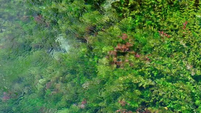 blue eye, syri i kater, Albania. Emerald green spring, close to Gjirokaster or Saranda. High quality FullHD footage
